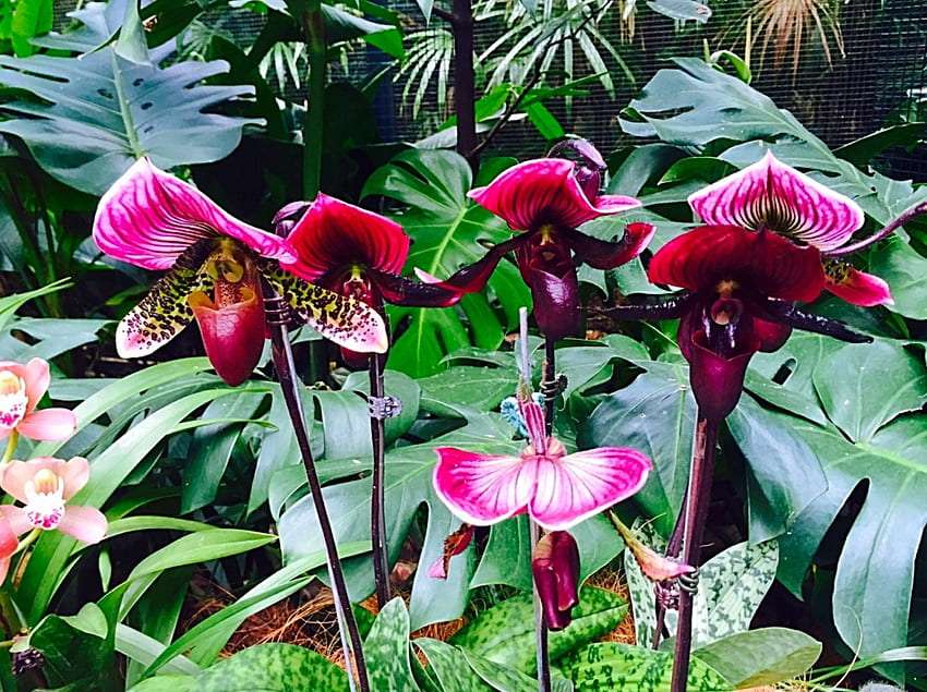 Una orquídea de jardín única en forma de mariposa rompecabezas en línea