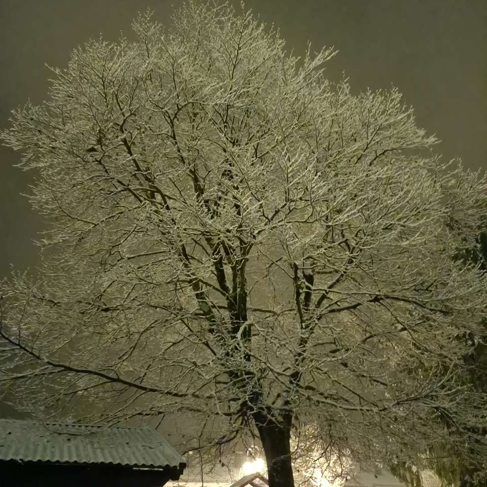 Copac acoperit de zăpadă cu lumină slabă puzzle online
