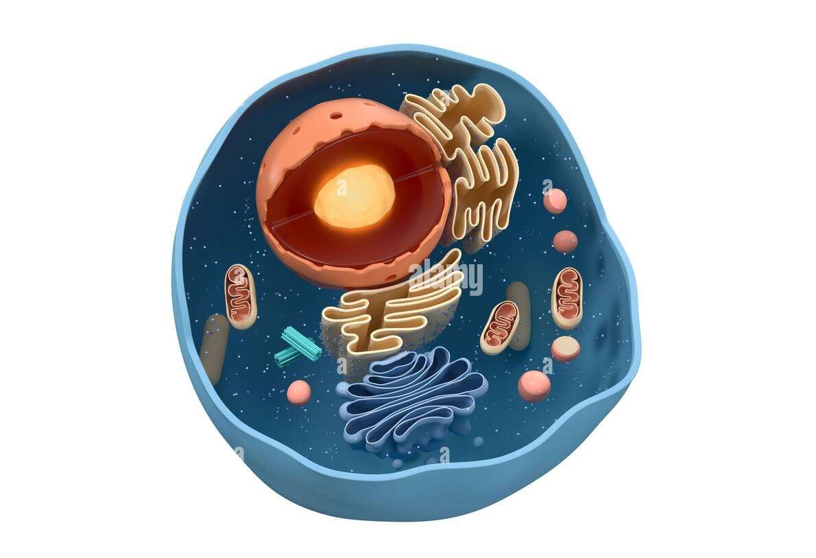 ANIMAL CELL online puzzle