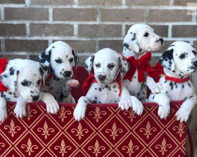 Dalmatian puppies online puzzle