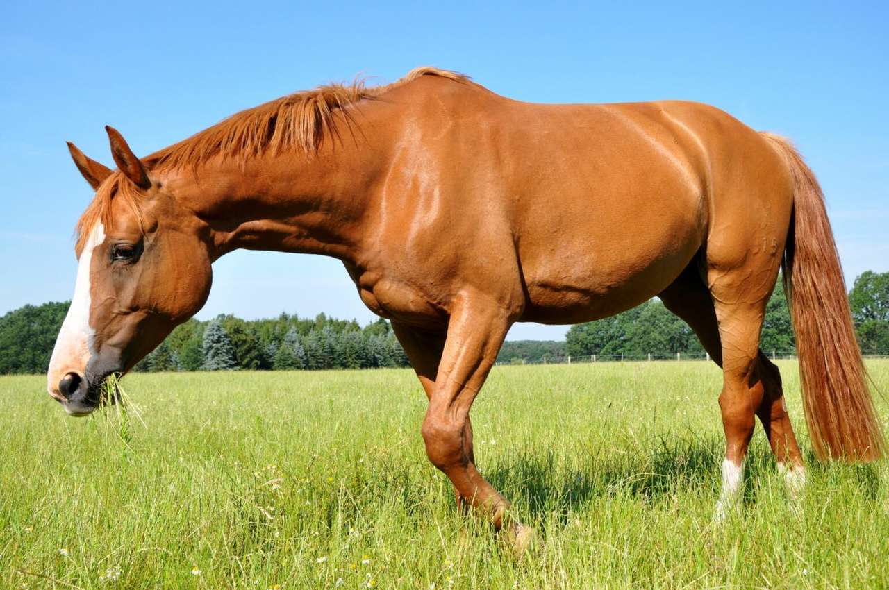 теплокровная лошадь онлайн-пазл