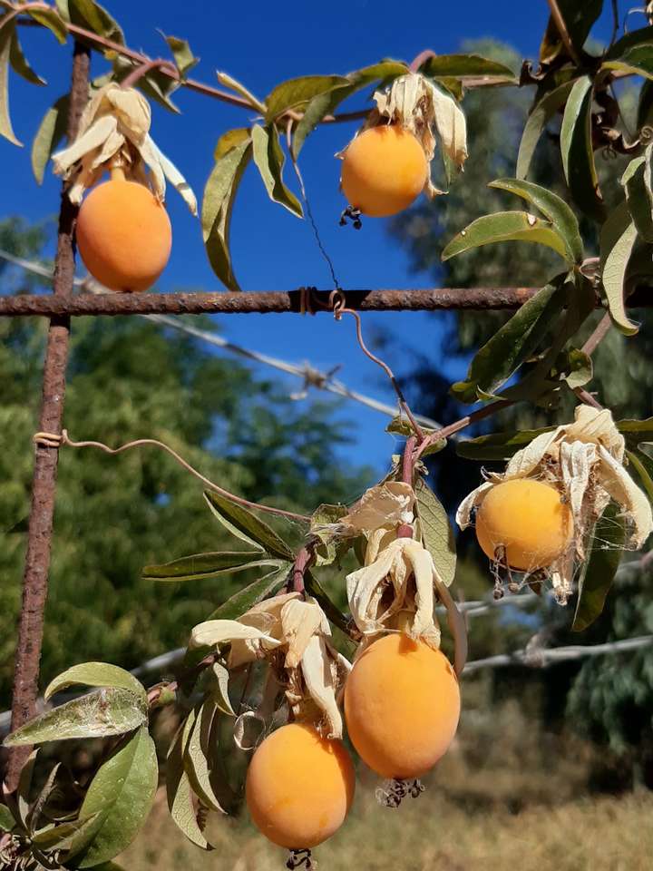 rijpe citrus aan de boom legpuzzel online