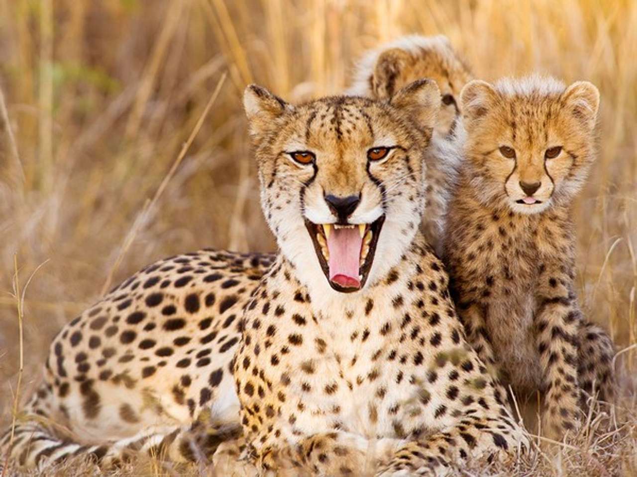 cheetah with her children online puzzle