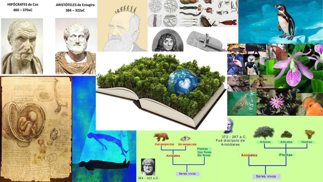 Geschichte der Ökologie Puzzlespiel online