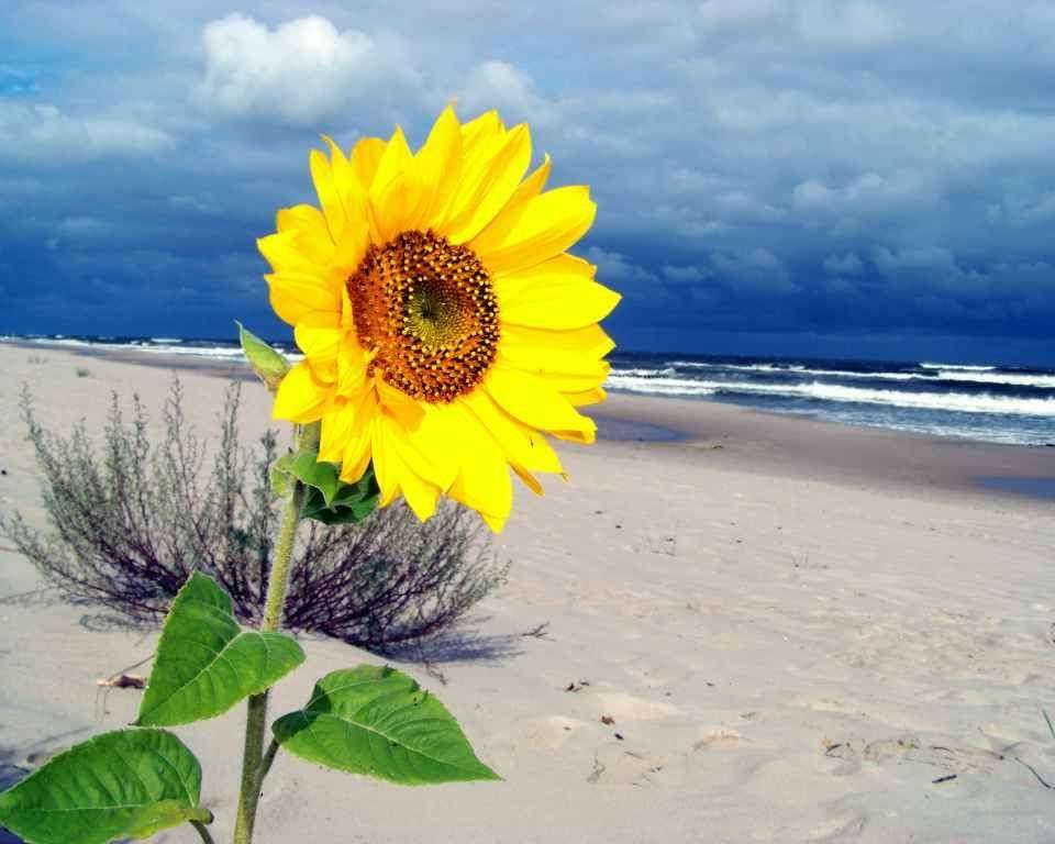 Слънчоглед и плаж онлайн пъзел