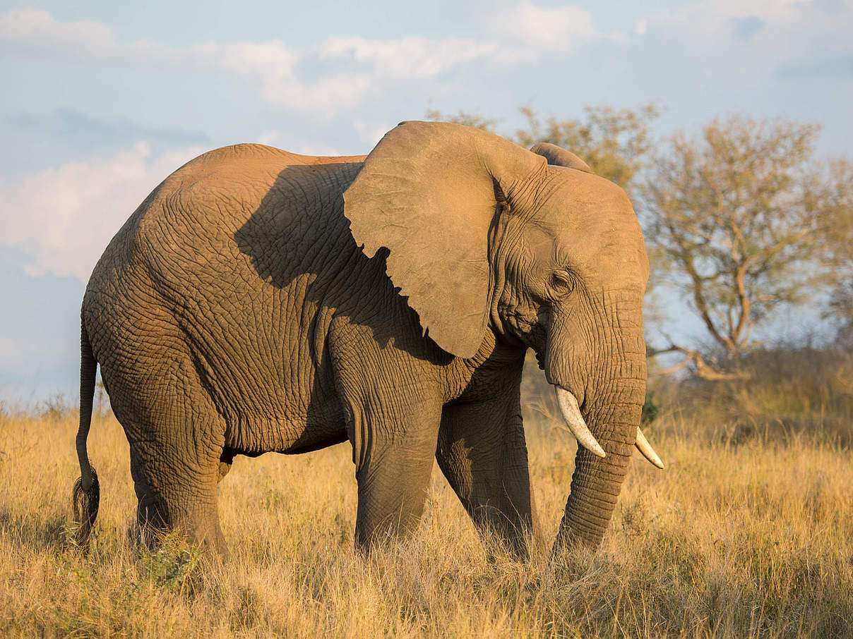 Afrikai elefánt online puzzle