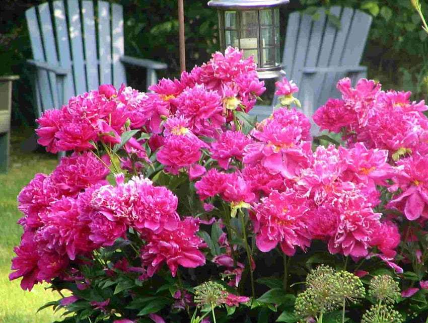 Trädgårdspioner i full blom pussel på nätet