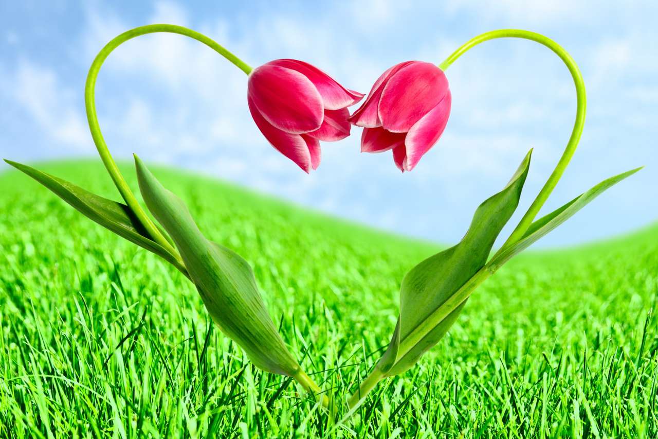 tulipanes de san valentin :) rompecabezas en línea