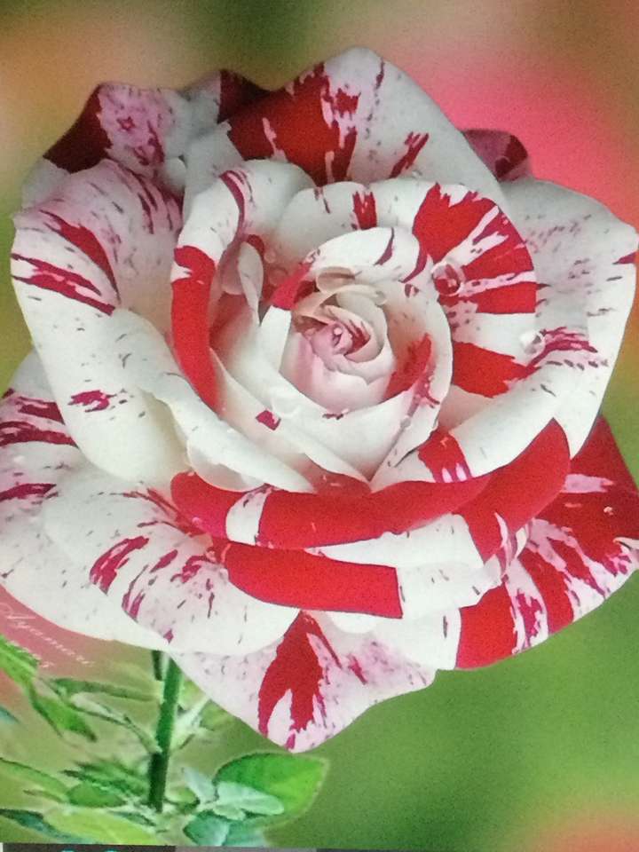 біла і червона троянда пазл онлайн