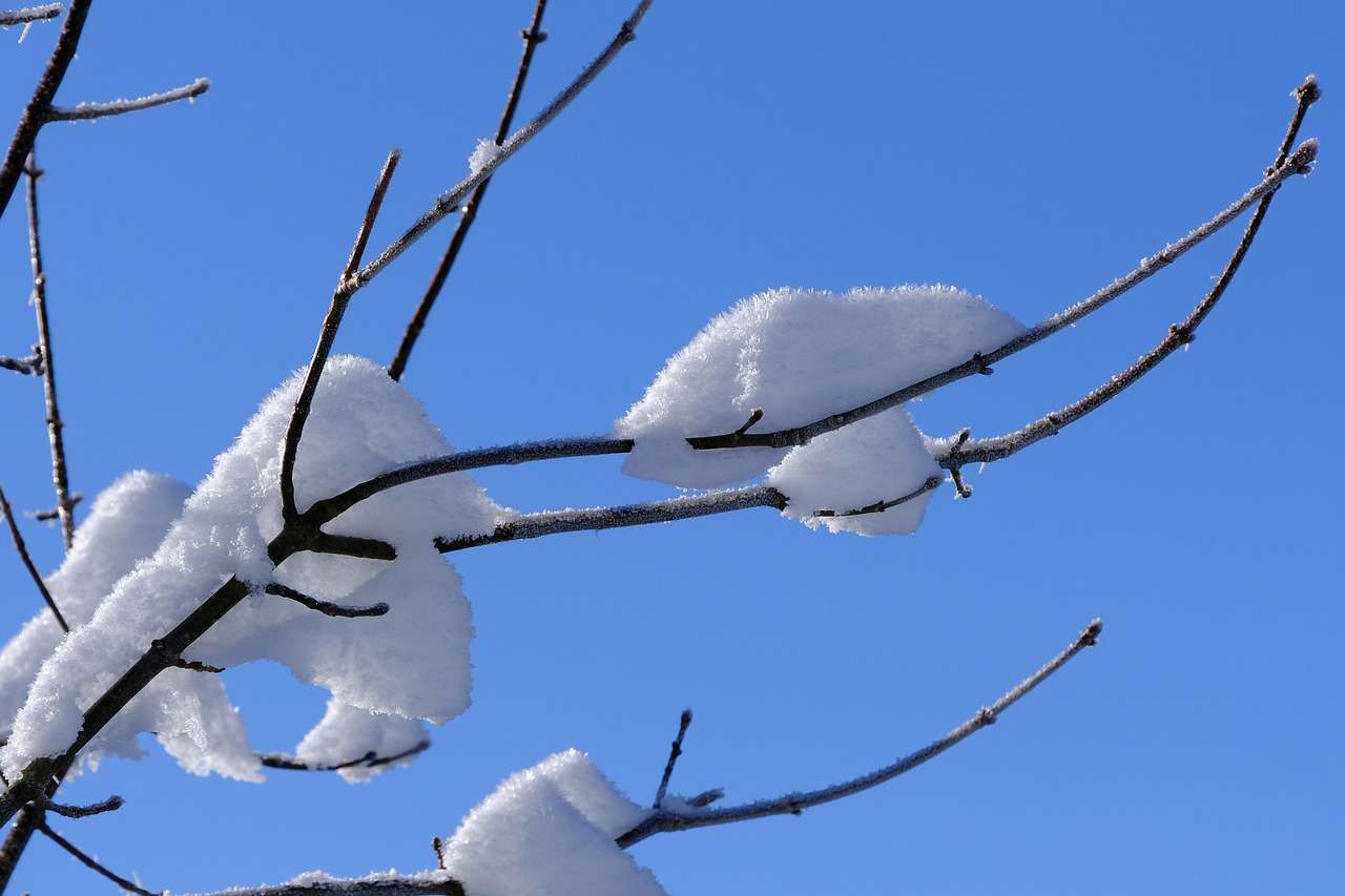 Sněhové větve online puzzle