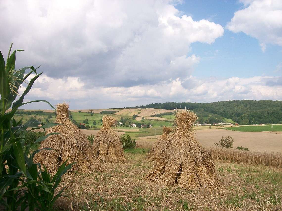 Harvest in Roztocze online puzzle