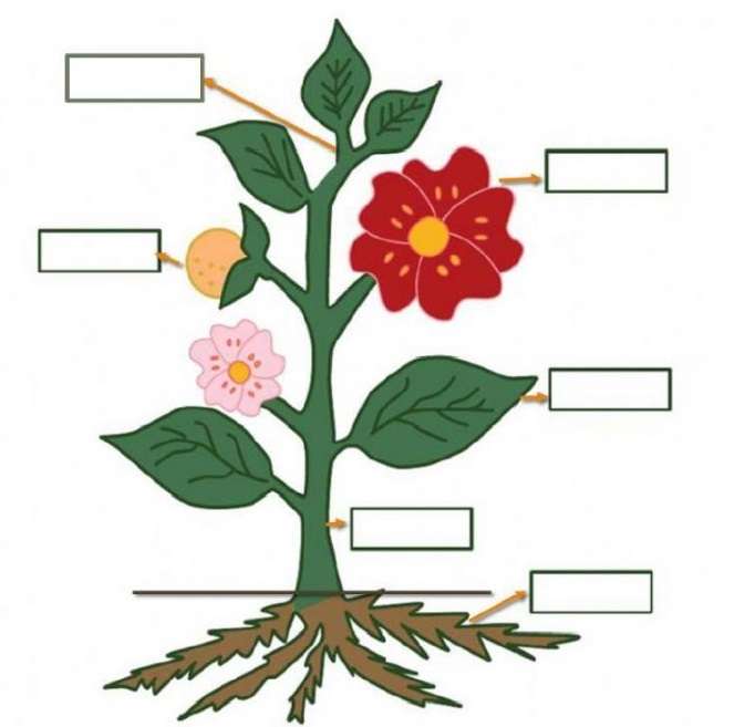 THE PARTS OF THE PLANT jigsaw puzzle online