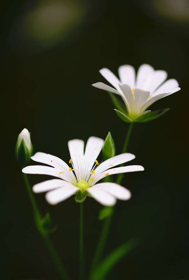 witte bloem legpuzzel online