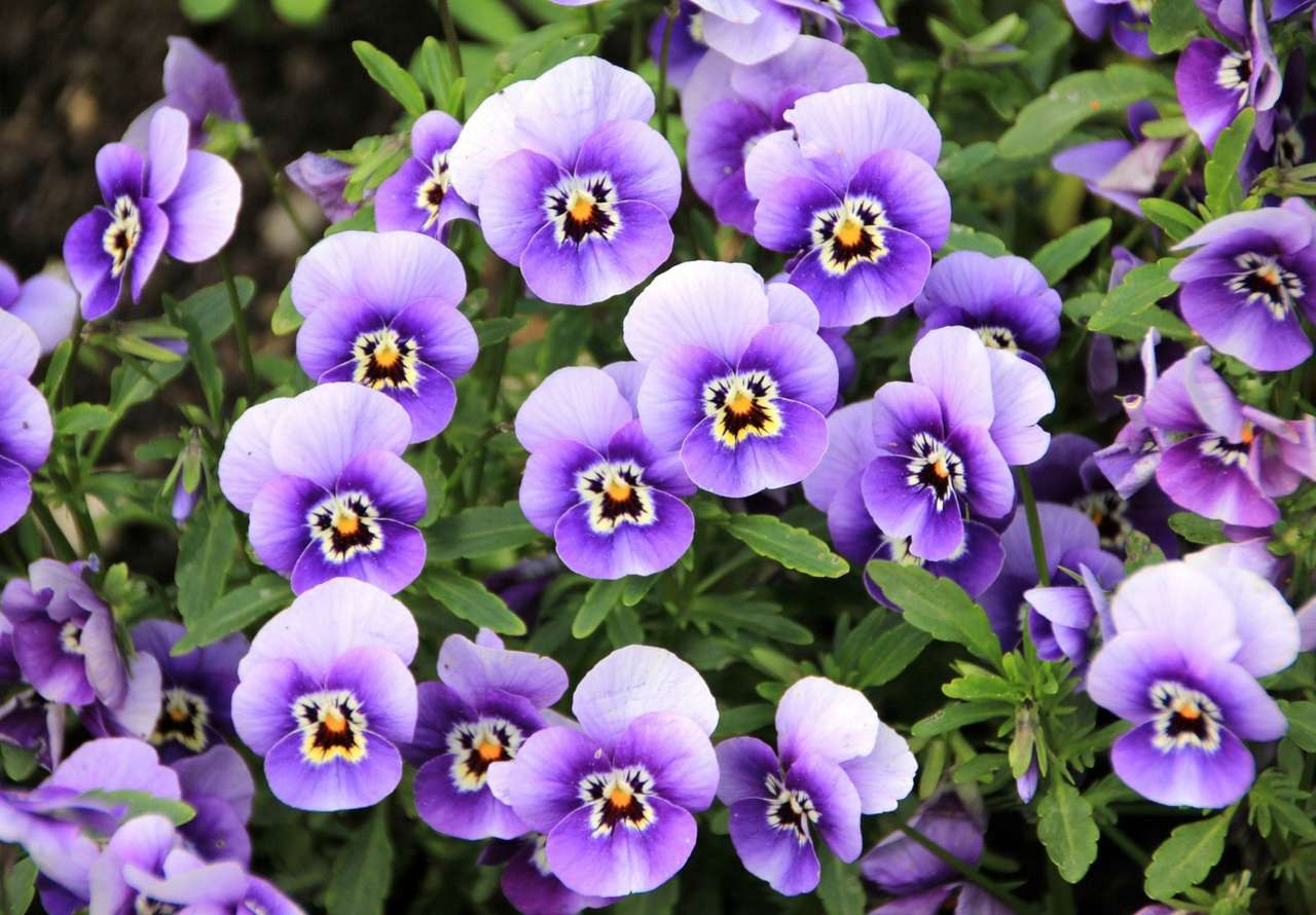 Amores-perfeitos violetas deliciando-se com sua beleza puzzle online