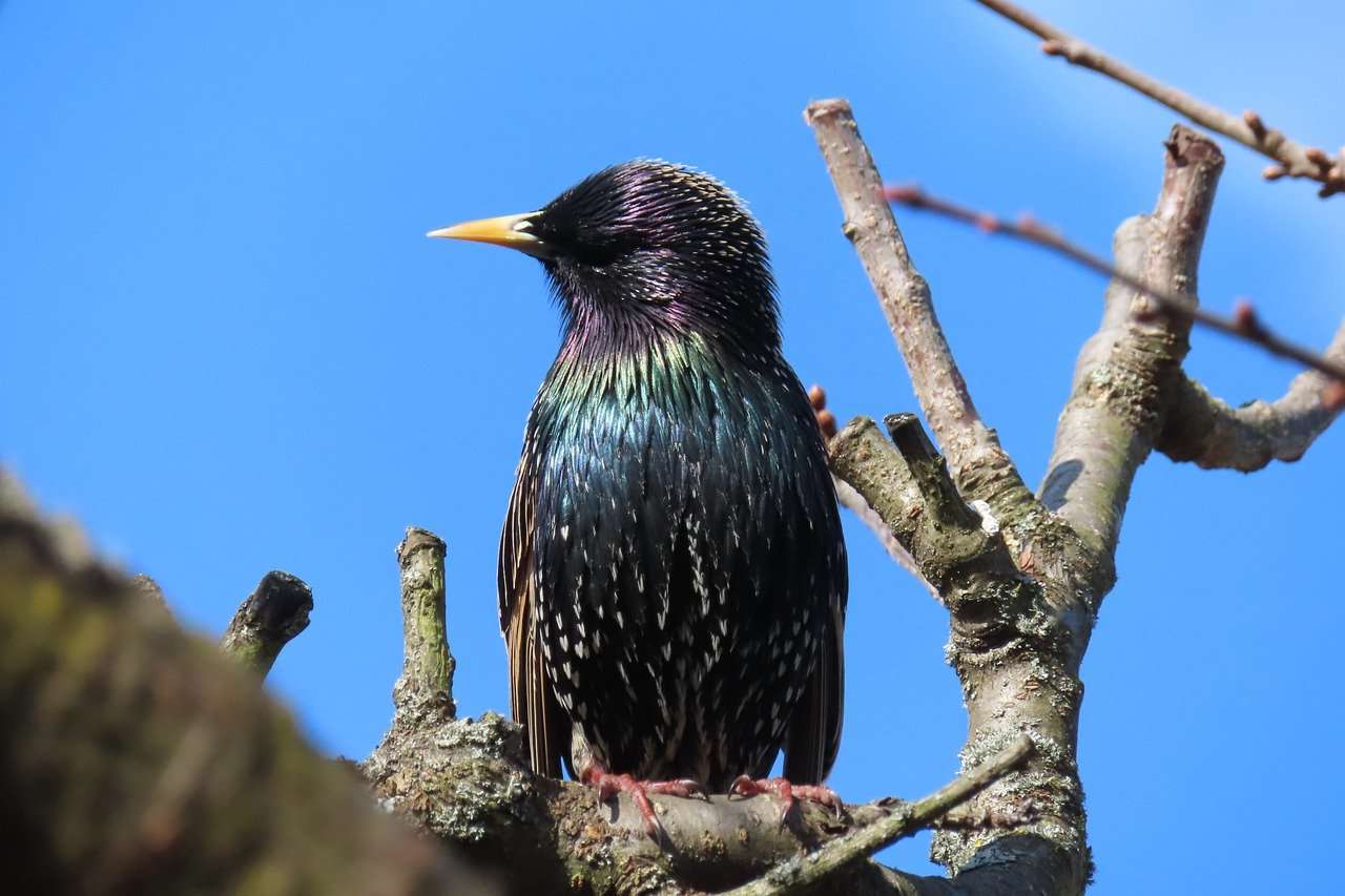 Starling Bird Animal Feathers Tollazat Vándorló madár online puzzle