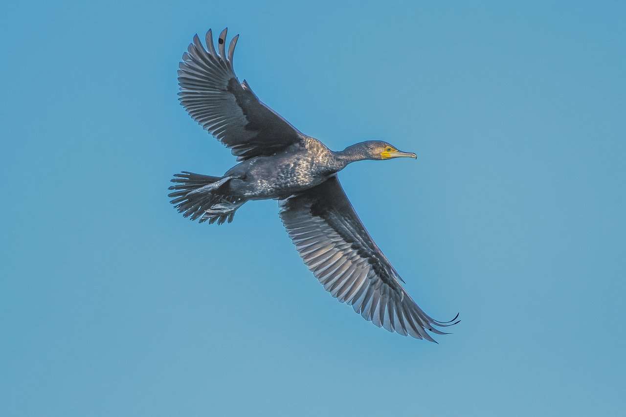 pássaro corvo-marinho puzzle online