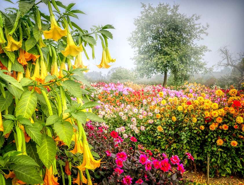 Increíble jardín de flores (foto) rompecabezas en línea