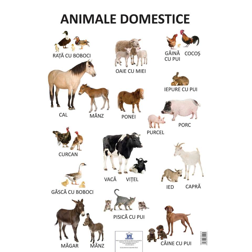 Animale domestice jigsaw puzzle online