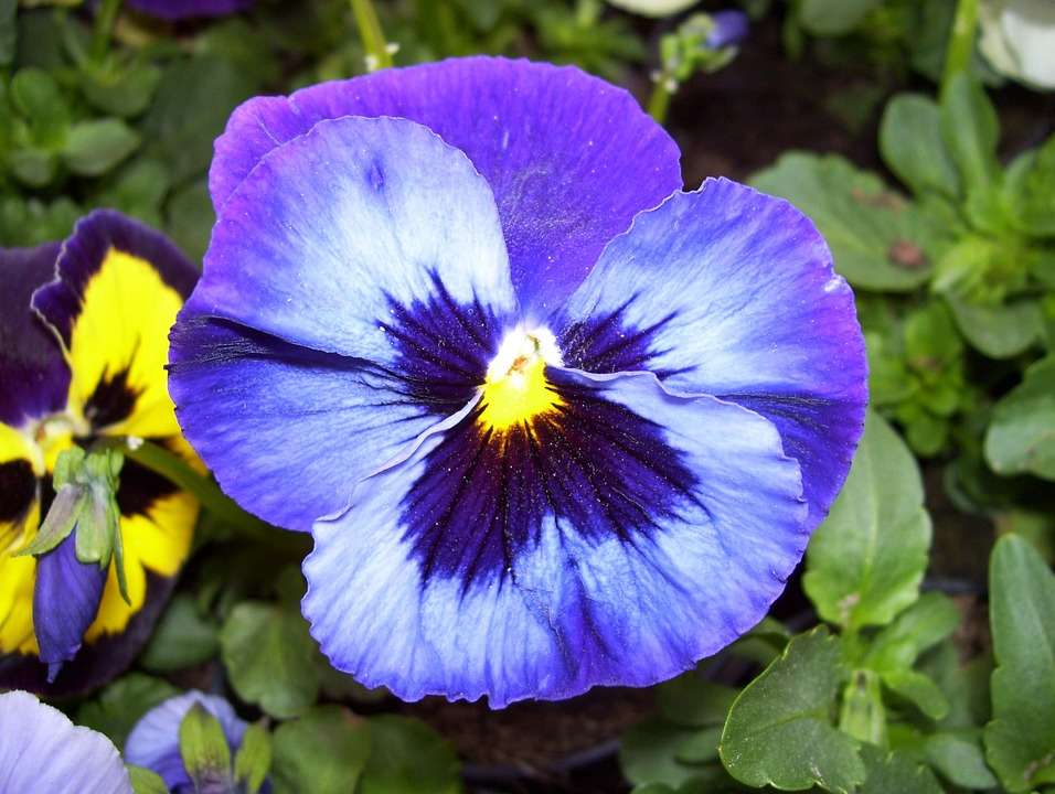 pansies, //// jigsaw puzzle online