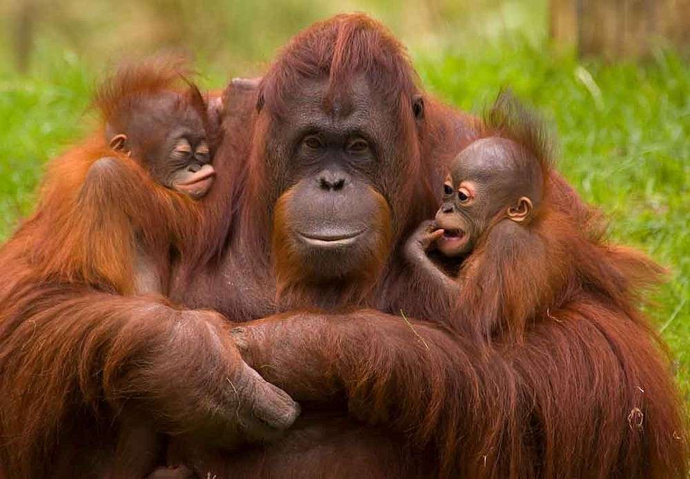 Orangutang pussel på nätet