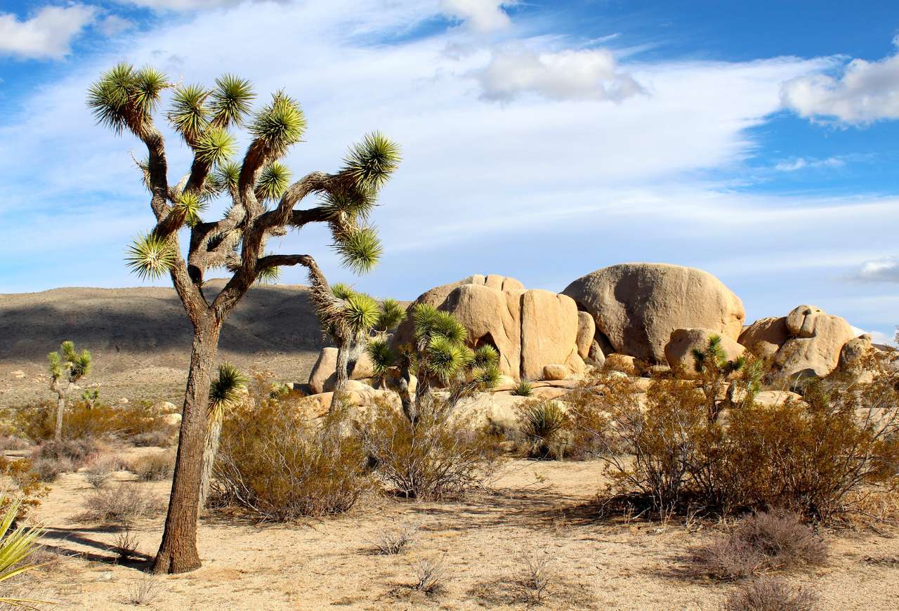 Joshua Tree Desert Park, очарователна мини градина онлайн пъзел