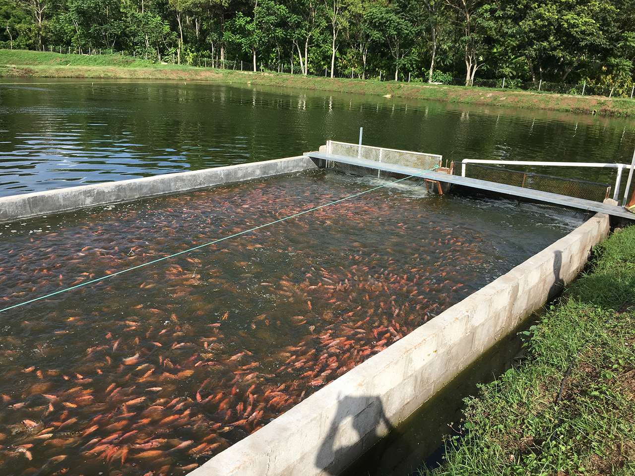 akvakultúra-tó kirakós online
