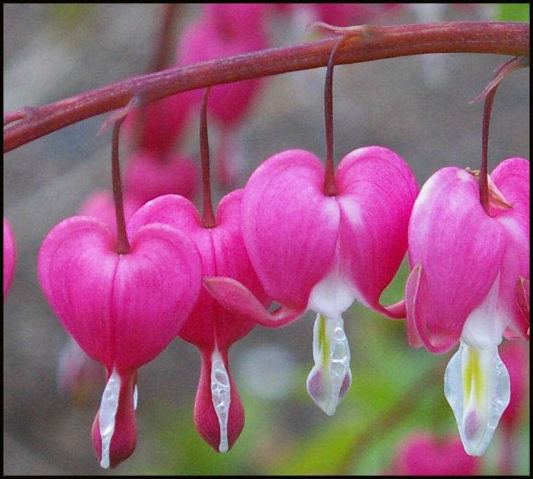 Hjärtformade blommor pussel på nätet