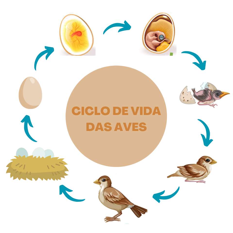 životní cyklus ptáků skládačky online