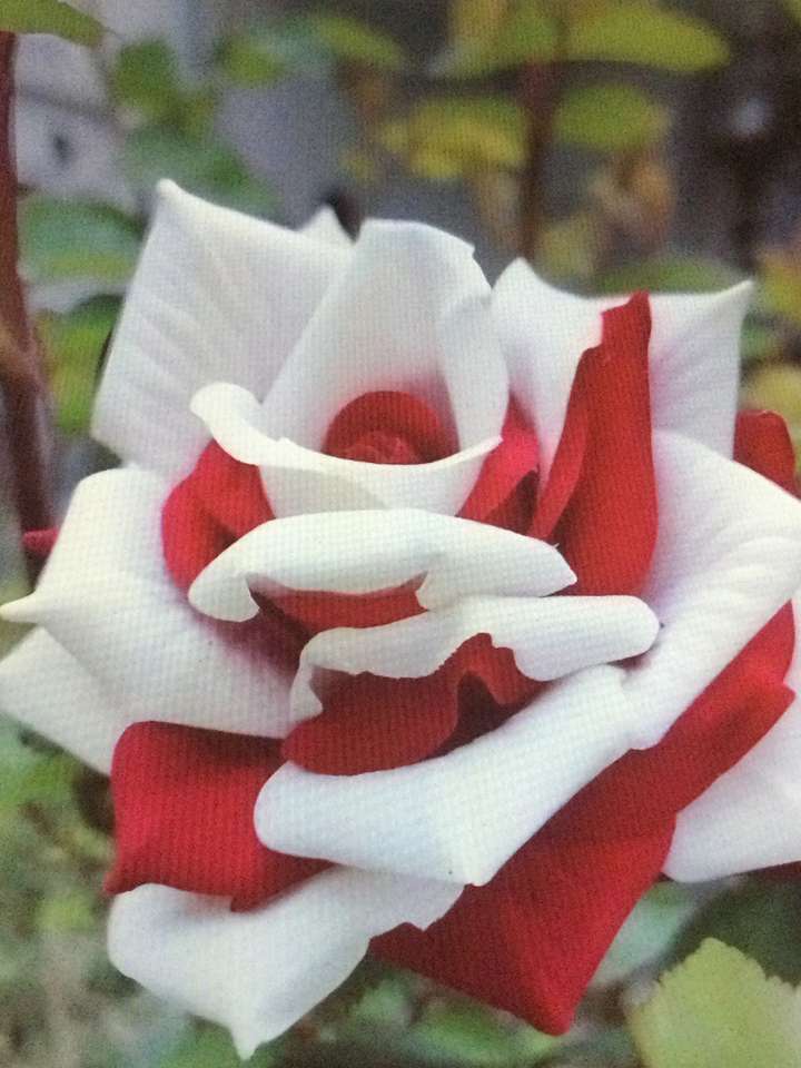 Κόκκινο και λευκό τριαντάφυλλο online παζλ