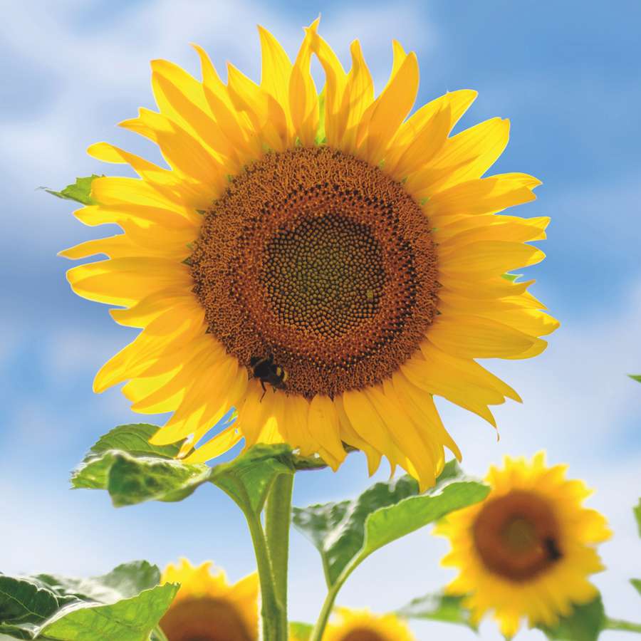 Květina (slunečnice) skládačky online