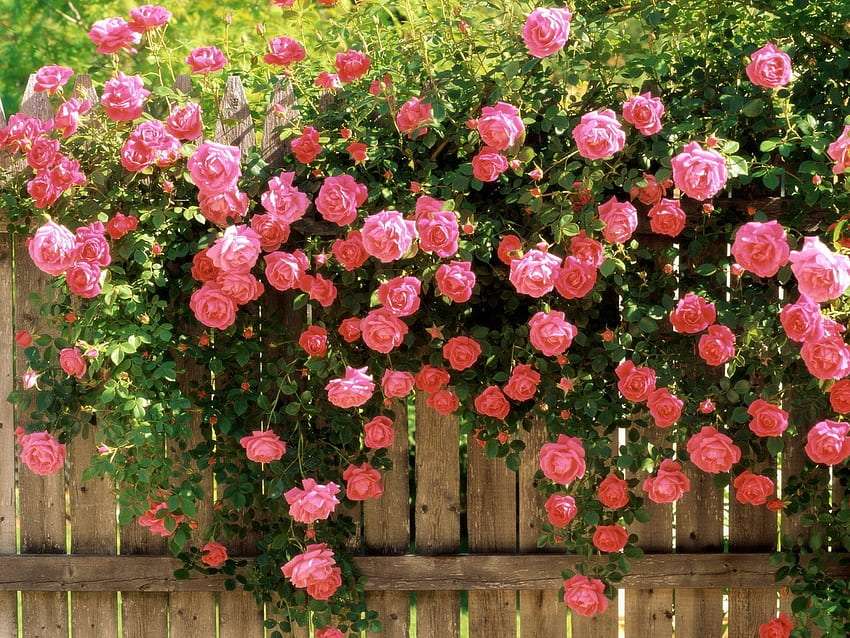 Un gard minunat cu trandafiri, ceva frumos jigsaw puzzle online