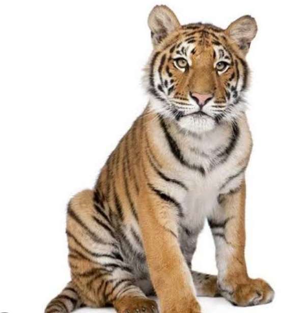 bengal tiger online puzzle