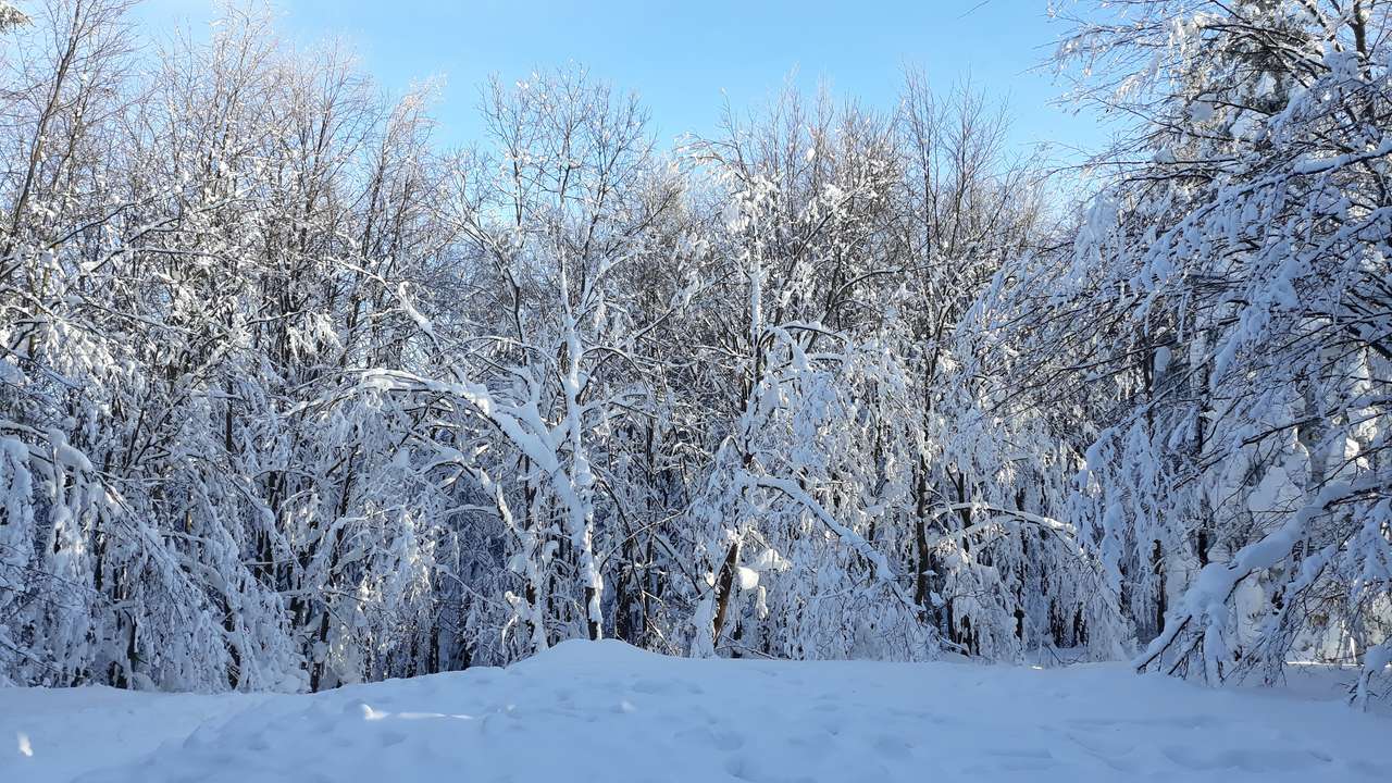 vinter i skogen Pussel online