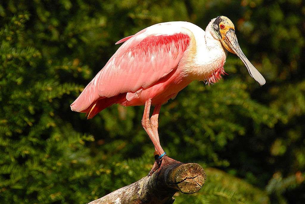 roseate spoonbill jigsaw puzzle online