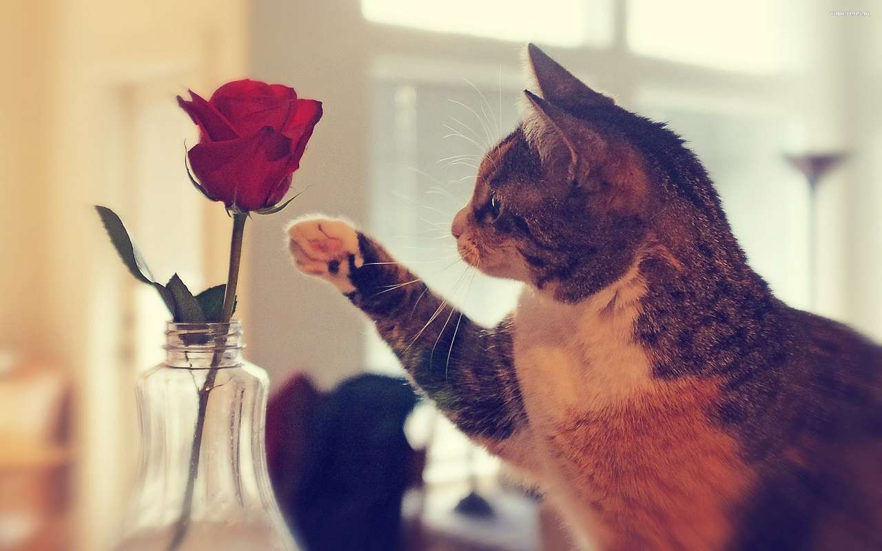 Γάτα και κόκκινο τριαντάφυλλο παζλ online