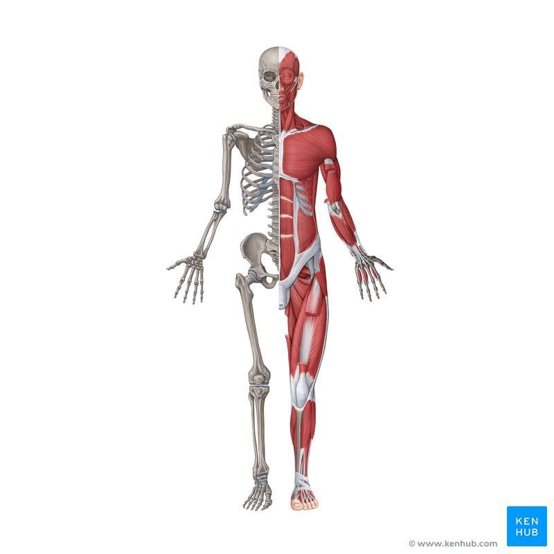 système musculo-squelettique puzzle en ligne