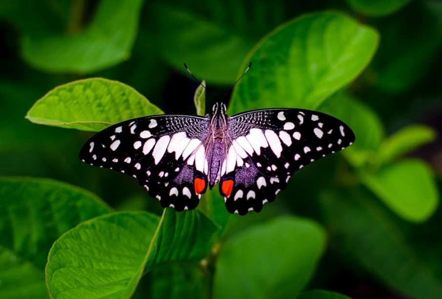 jarní motýl skládačky online