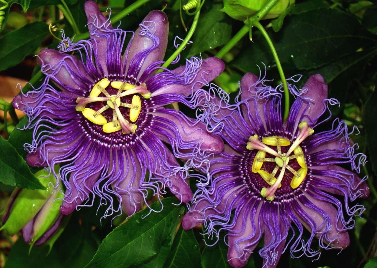 Flor de la pasión: una maravillosa trepadora con flores grandes. rompecabezas en línea
