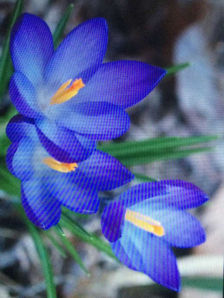 violette bloemen legpuzzel online