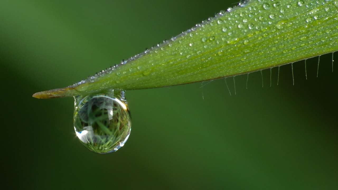 droppe vatten på ett löv Pussel online