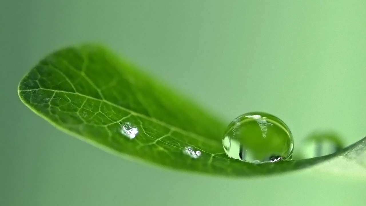 droppe vatten på ett löv pussel på nätet