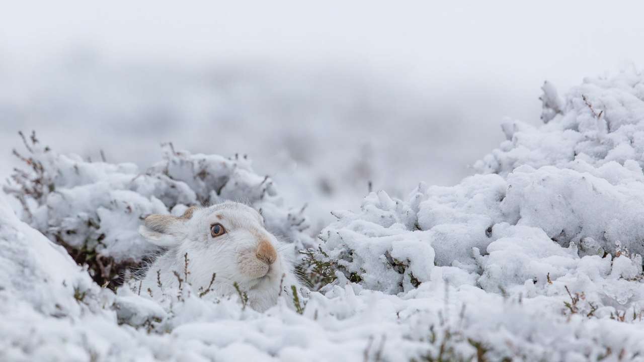 Kanin gömmer sig i snön Pussel online