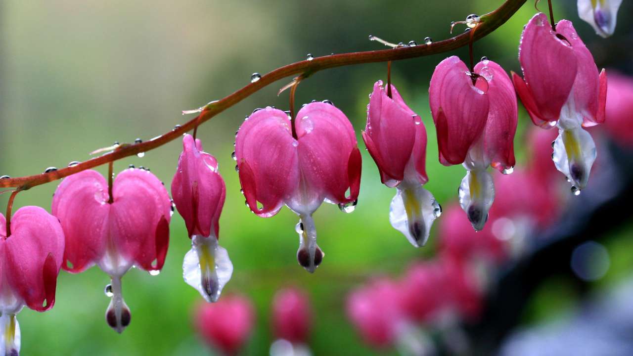 Vízpermet rózsaszín virágokra kirakós online