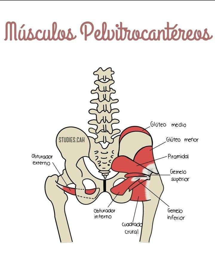 muscoli dell'anca puzzle online