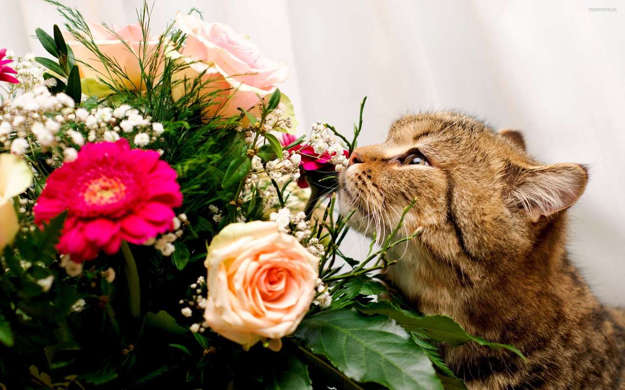 Eine Katze, die an Blumen riecht Online-Puzzle