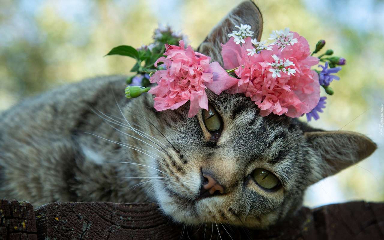 頭に花輪をかぶった子猫 ジグソーパズルオンライン