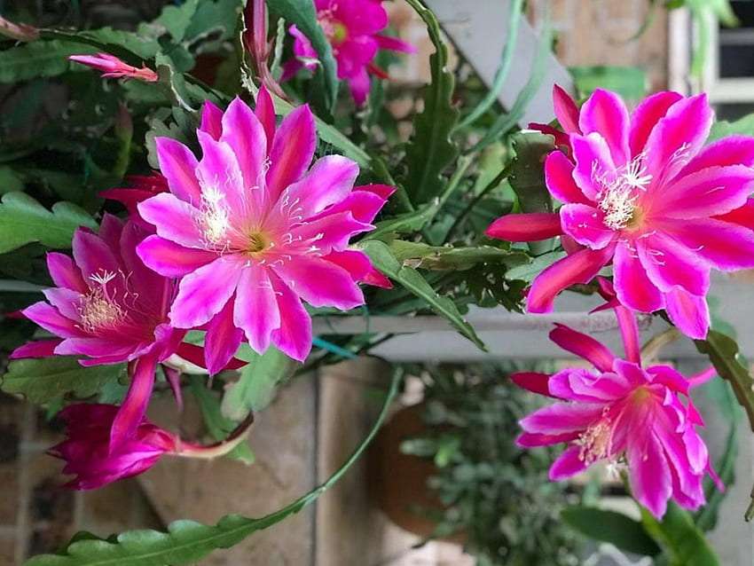 Vackert blommande kaktusar, de är vackra pussel på nätet