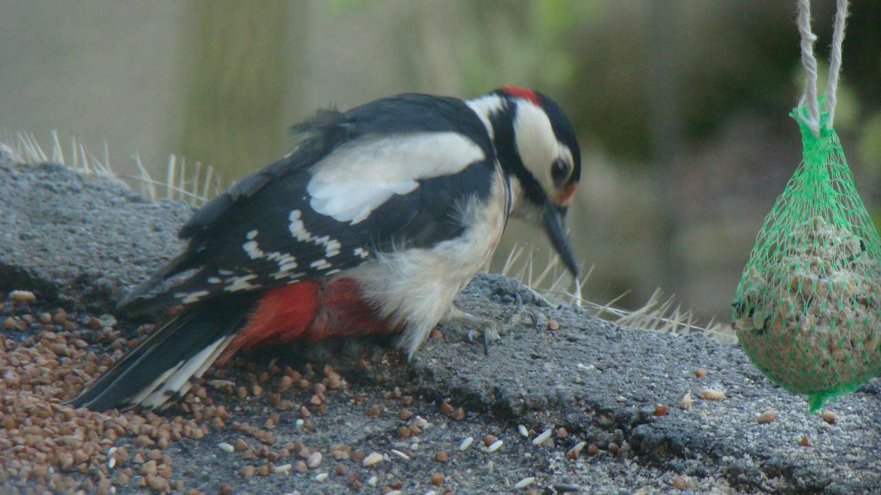 woodpecker online puzzle