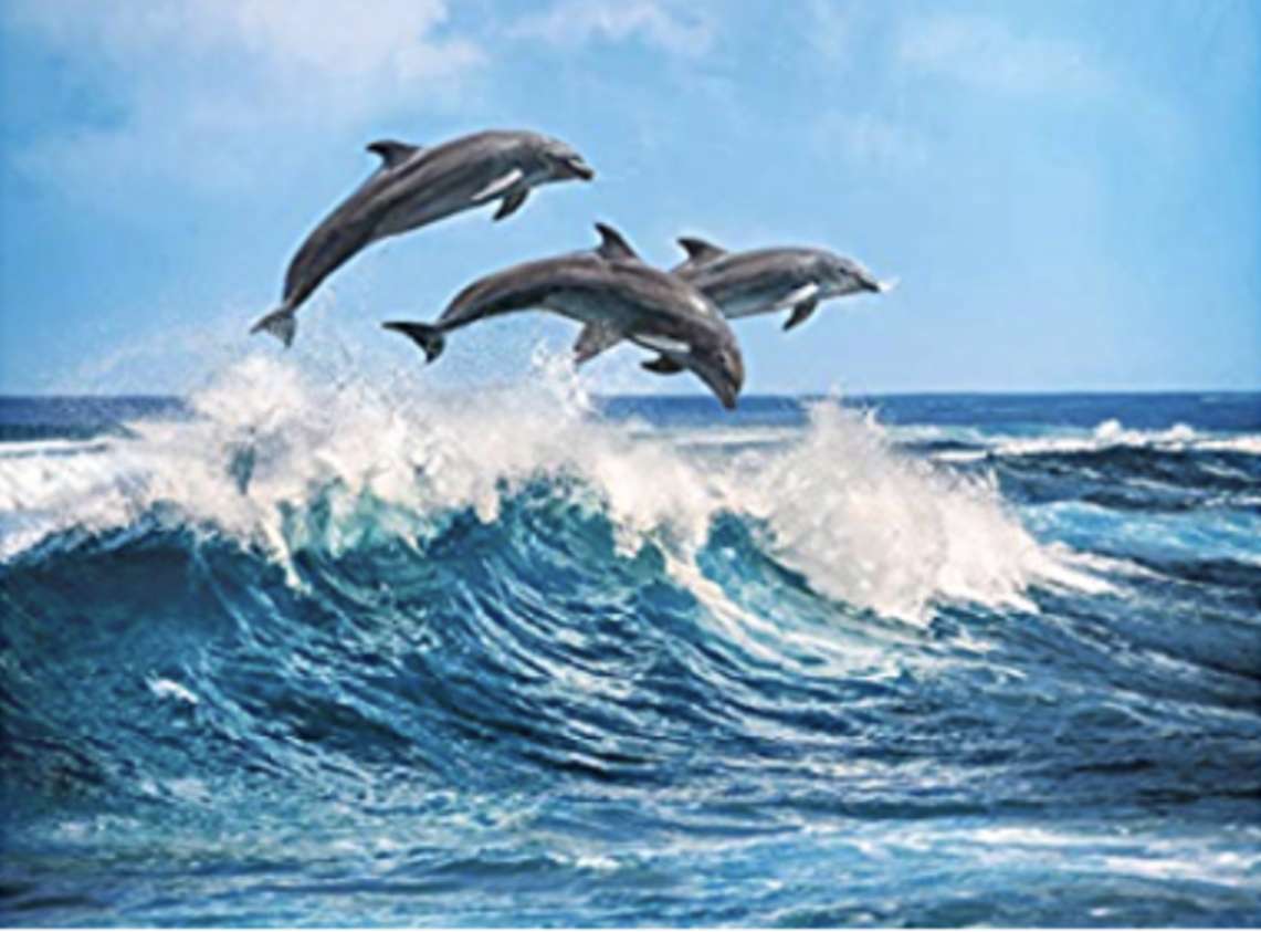 delfinii puzzle online