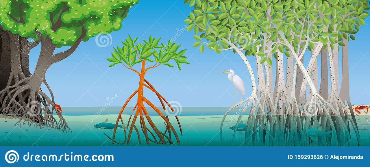 Mangroves puzzle en ligne